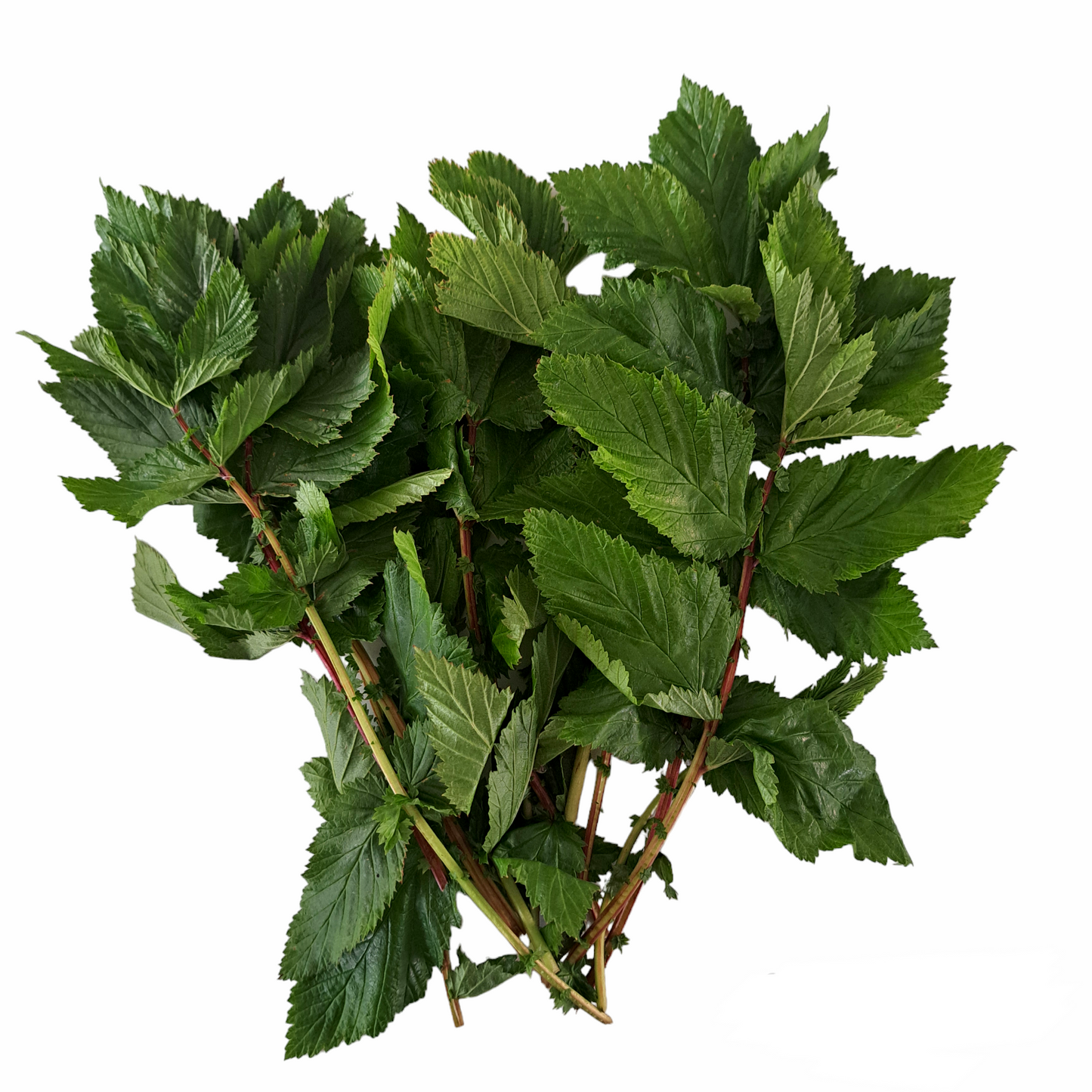Älgörtsblad 50g