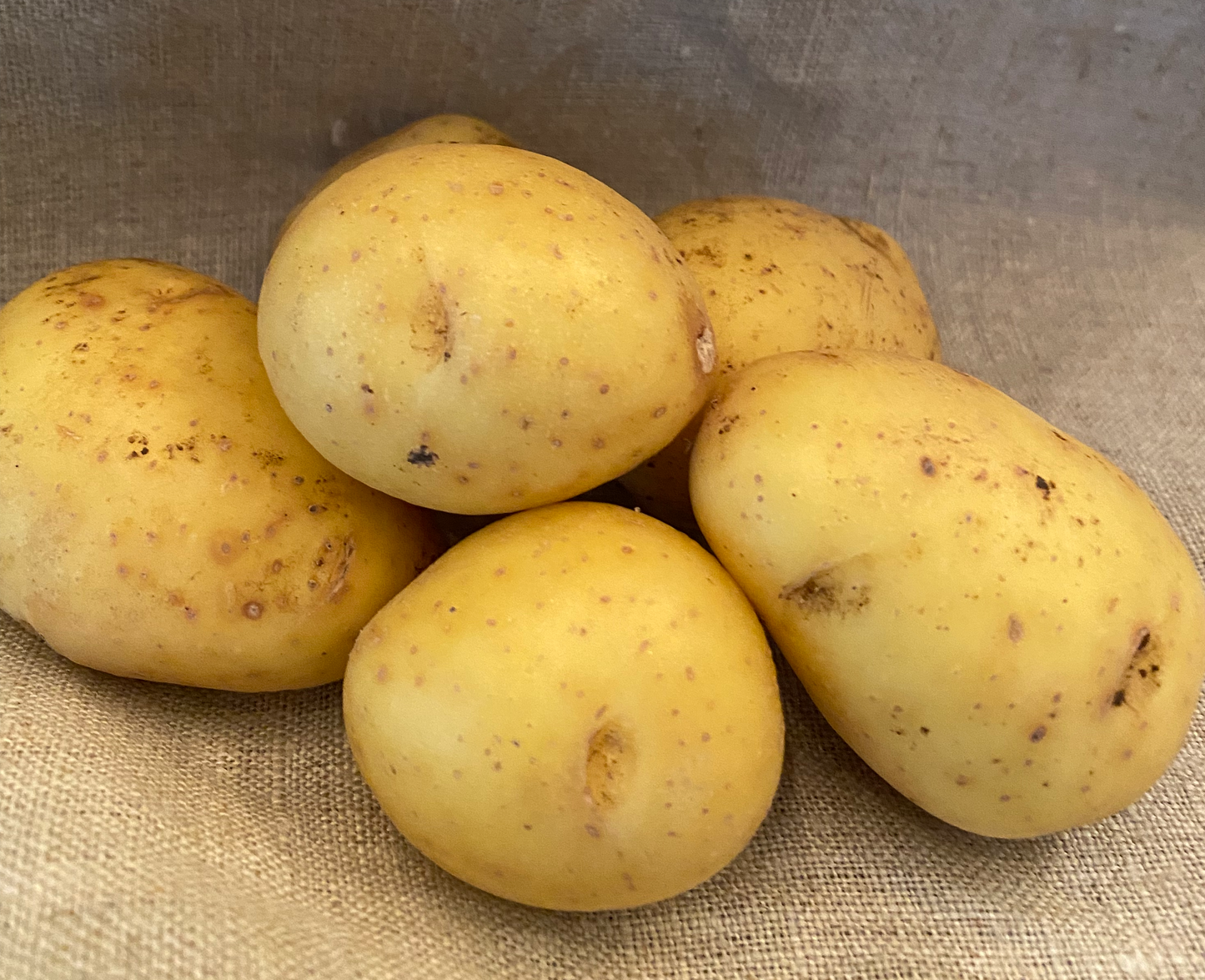 Potatis