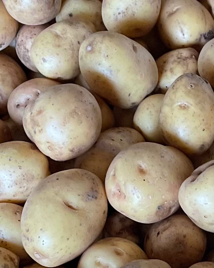 Potatis