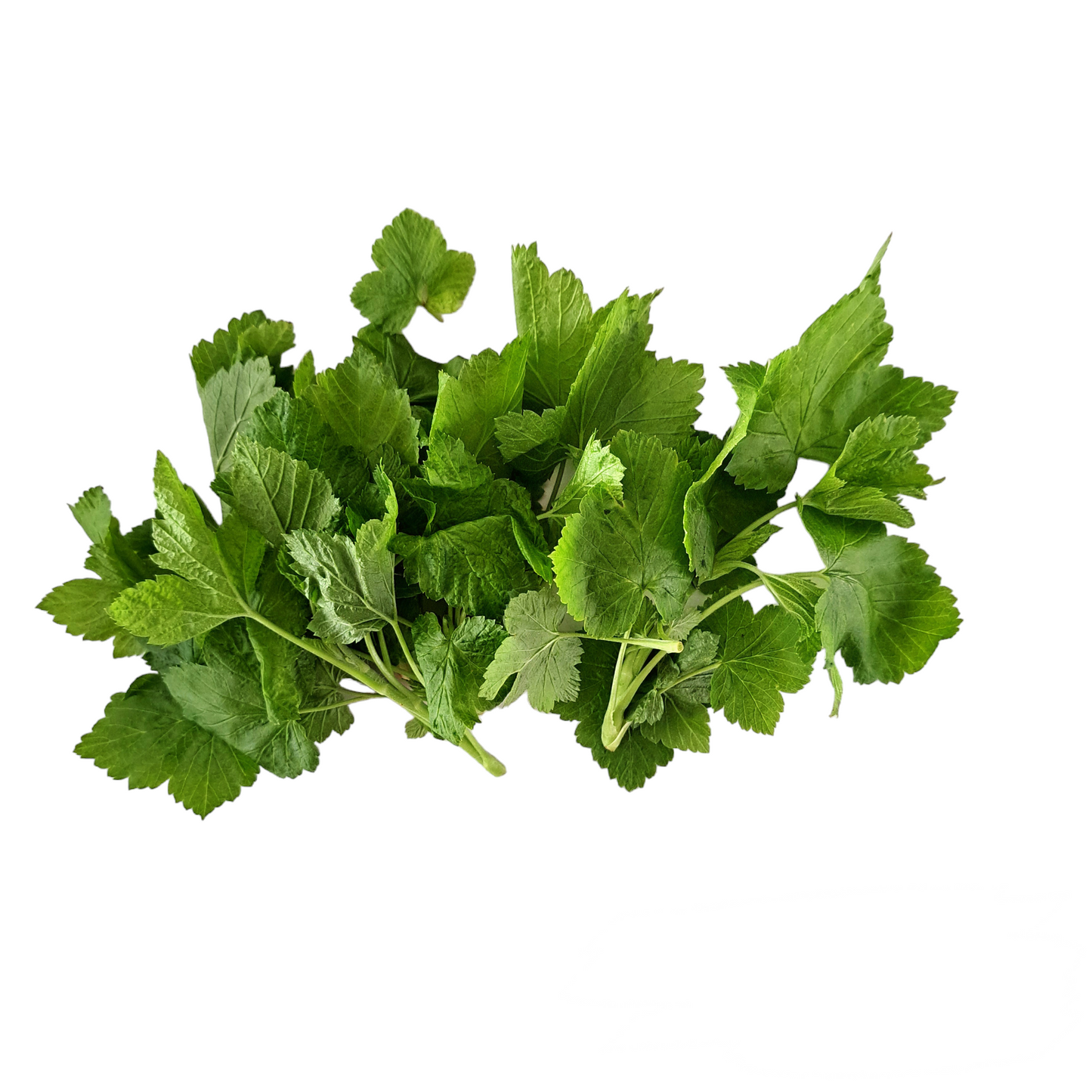 Svartvinbärsblad 50g