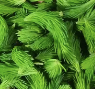 Granskott 100g