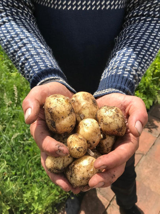 Potatis