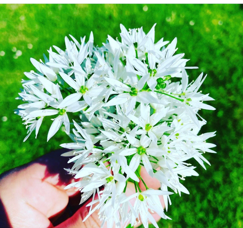 Ramslöksblomma 50g
