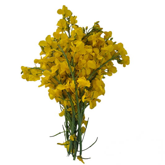 Rapsblomma